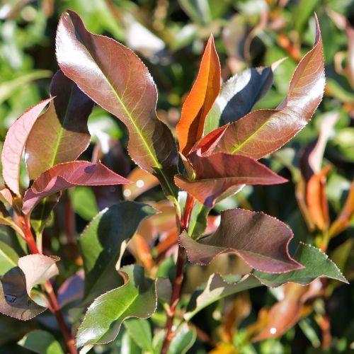 PHOTINIA